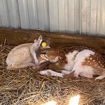 Deer Ranch - Amusement Parks Near Me - Saint Ignace, Michigan Deer Ranch - Amusement Parks Near Me - Saint Ignace, Michigan