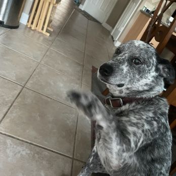 Tracy Animal Hospital - Veterinarians Near Me - Cypress, Texas