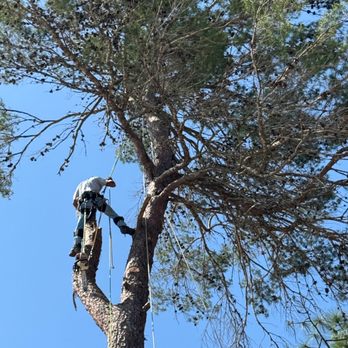 Great Outdoors Tree Services - Tree Services Near Me Great Outdoors Tree Services - Tree Services Near Me