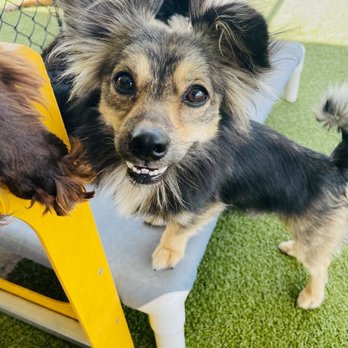 PetSuites Baton Rouge - Pet Groomers Near Me - Baton Rouge, Louisiana PetSuites Baton Rouge - Pet Groomers Near Me - Baton Rouge, Louisiana