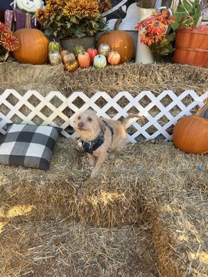 Dog House Drinkery & Dog Park by null