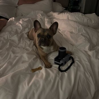 ARRIVE Memphis - Pup enjoying her new toy - compliments of ARRIVE - Hotels Near Me - Memphis, Tennessee