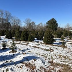 Staehly Farm And Winery - Christmas tree farm
