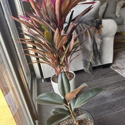 Natty Garden - Cordyline Plant