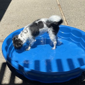 Walmart - Puppy pool - Grocery Near Me - Elk Grove, California Walmart - Puppy pool - Grocery Near Me - Elk Grove, California