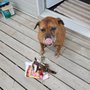Photo of Pet Circus