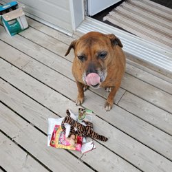 Pet Circus