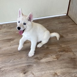 Our beautiful new puppy astra Our beautiful new puppy astra