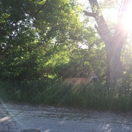 Young buck along Edens Parkway