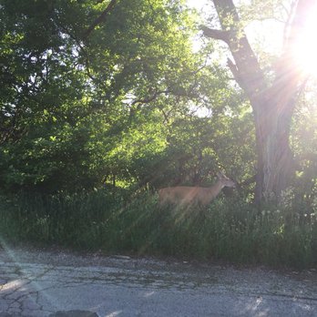 LaBagh Woods - Young buck along Edens Parkway - Parks Near Me - Chicago, Illinois