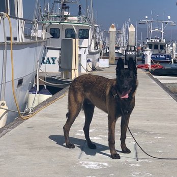 1Lobo Pack - Dog Walkers Near Me