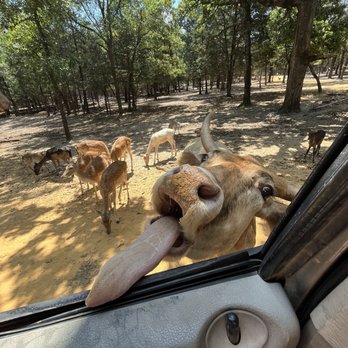 Rocky Ridge Drive Through Safari - Zoos Near Me - Eustace, Texas