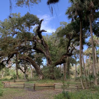 Riverbend Park - A large, ancient tree with wide, twisting branches is situated in a natural park environment, surrounded by a wooden fence. The scene includes tall trees and dense foliage, with a clear blue sky overhead, indicating a sunny day at Riverbend Park in Jupiter, Florida. - Parks Near Me - Jupiter, Florida
