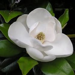 Sahuarita Massage Therapy - I have a Magnolia tree in my backyard and I am looking forward to being blessed with such beautiful flowers from it.