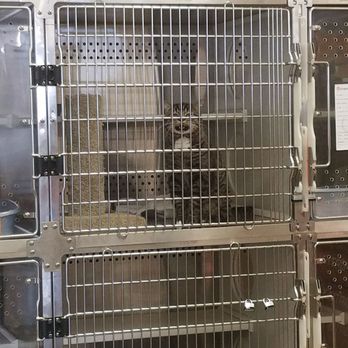 Petsense - A sweet chatty kitty - Pet Groomers Near Me - Rio Rancho, New Mexico