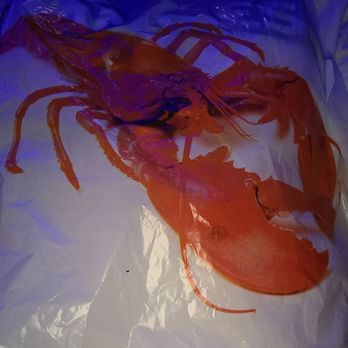 Captain Ihab - My bib - Seafood Near Me - Farmingdale, New York