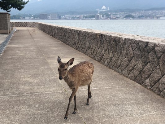 Momijidani Park by null