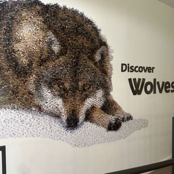 International Wolf Center - This pic is made of tiny wolf pics - Zoos Near Me - Ely, Minnesota International Wolf Center - This pic is made of tiny wolf pics - Zoos Near Me - Ely, Minnesota