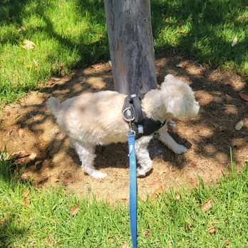 The Tail Collective - Such a nice walker! - Dog Walkers Near Me