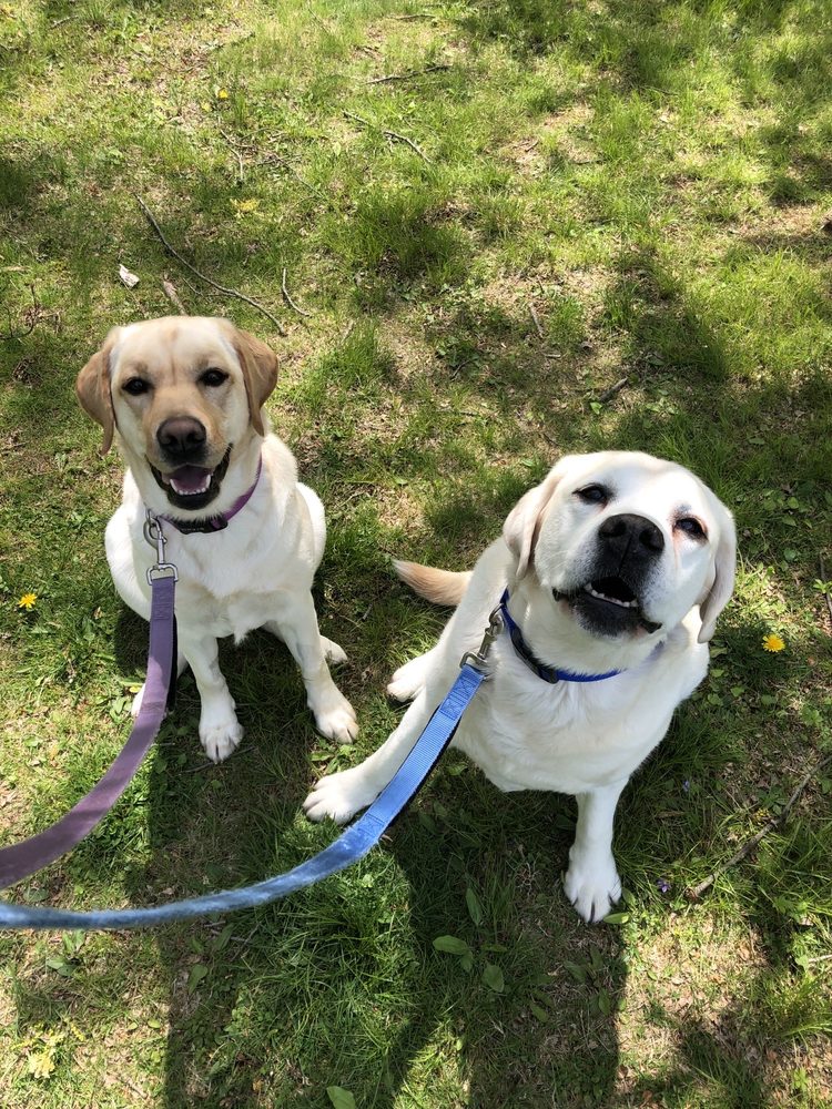 NORTHCLIFF KENNELS Updated September 2024 40 Brighton Rd, Andover