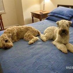 Williamsburg Pet Hotel & Suites - Rowan and Bunny after a day at Williamsburg