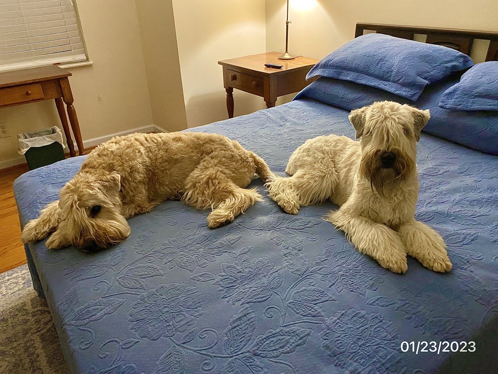 WILLIAMSBURG PET HOTEL AND SUITES Updated May 2024 29 Photos & 54