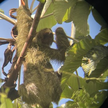 Travel By Jen - We saw a sloth in La Fortuna - Travel Agents Near Me - Oceanside, New York Travel By Jen - We saw a sloth in La Fortuna - Travel Agents Near Me - Oceanside, New York