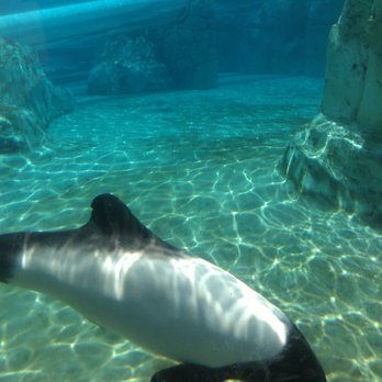 Aquatica Orlando - Dolphin water slide - Water Parks Near Me - Orlando, Florida Aquatica Orlando - Dolphin water slide - Water Parks Near Me - Orlando, Florida