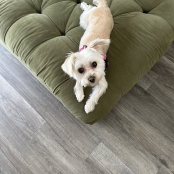 Pawsh Pooches - Luna's new haircut - Pet Groomers Near Me - Wilmington, North Carolina Pawsh Pooches - Luna's new haircut - Pet Groomers Near Me - Wilmington, North Carolina