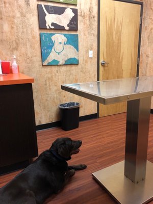 pet doctor on oracle