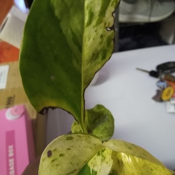 Secret Garden Nursery - Damaged cuttings/plant slugs ate it - Nurseries & Gardening Near Me - Banner Elk, North Carolina Secret Garden Nursery - Damaged cuttings/plant slugs ate it - Nurseries & Gardening Near Me - Banner Elk, North Carolina