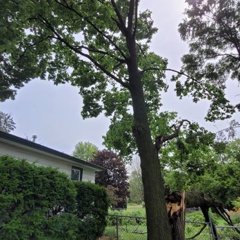 M Care Trees and Shrubs - Tree Services Near Me M Care Trees and Shrubs - Tree Services Near Me