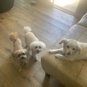 Dogs Go Walkin' - Dog Walkers Near Me