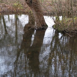 Weidenpaar in der Burggräfte
