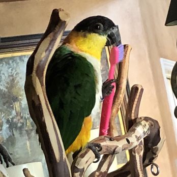 Birdz and Beyond - Pet Boarding Near Me - Phoenix, Arizona