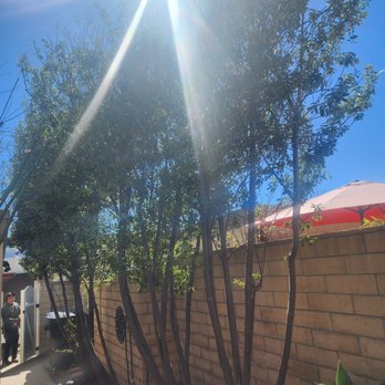 Tree Services Flores - Tree Services Near Me Tree Services Flores - Tree Services Near Me