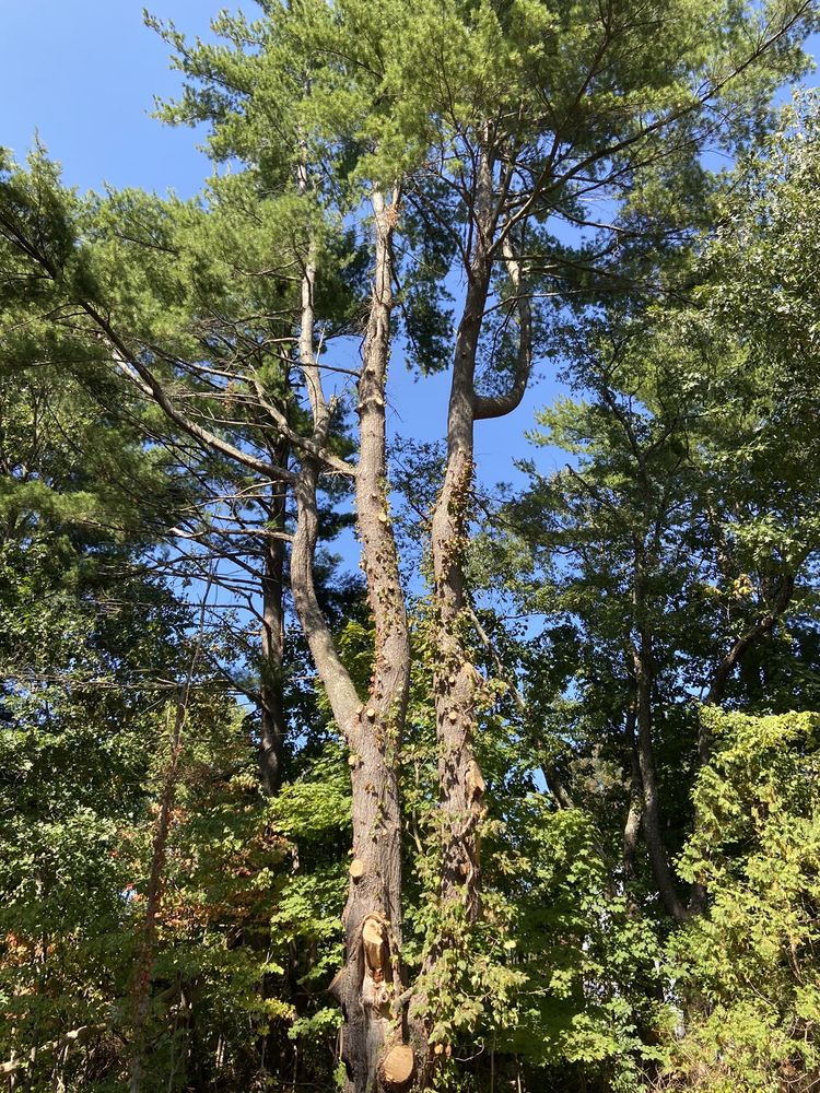 ROBERTO AFFORDABLE LAND & TREE SERVICE Updated September 2024 67