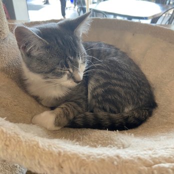 Purrfect Cup - Cafes Near Me - Fredericton, New Brunswick