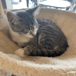 Purrfect Cup