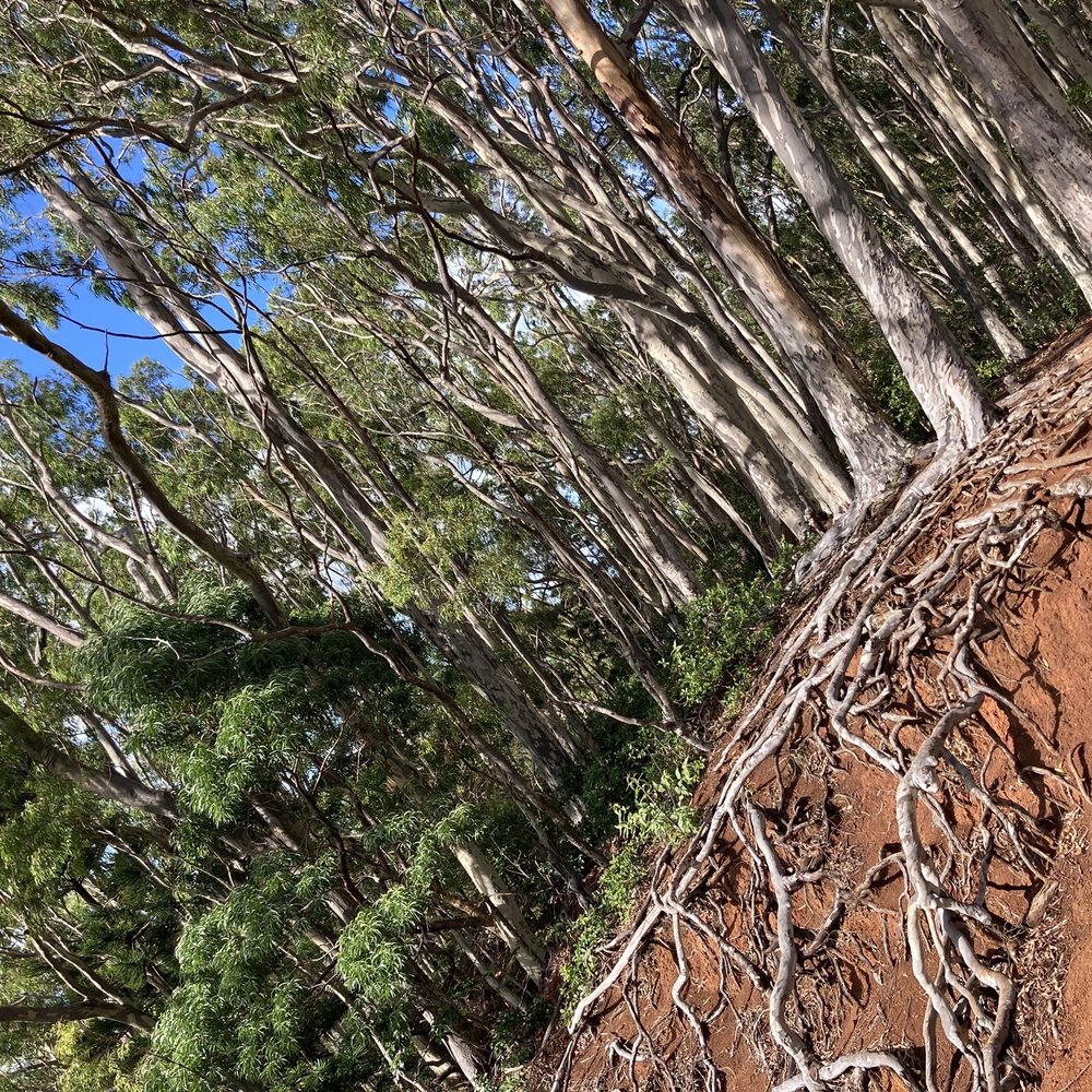 Aiea Loop Trail - Hiking Near Me - Aiea, Hawaii