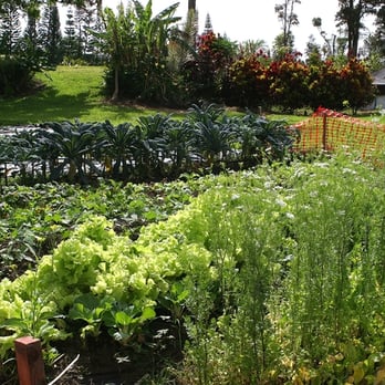 Your Hawaiian Retreat - organic vegetable garden - Bed & Breakfast Near Me - Pahoa, Hawaii Your Hawaiian Retreat - organic vegetable garden - Bed & Breakfast Near Me - Pahoa, Hawaii