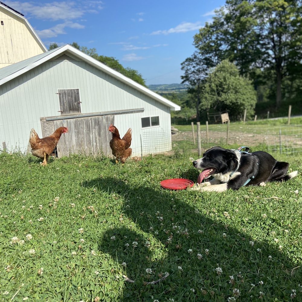 Jones Family Farm - Farm view - Farmers Market Near Me - Herkimer, New York