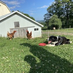 Jones Family Farm - Farm view