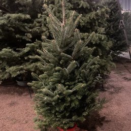 I got a small beautiful tree for $65! Great price! I got a small beautiful tree for $65! Great price!