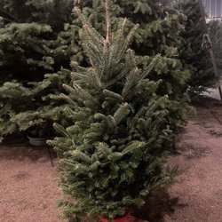 Franklin Hills Christmas Tree - I got a small beautiful tree for $65! Great price!
