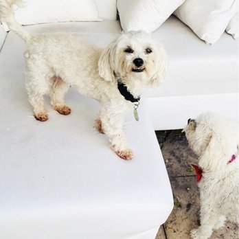 Vanessa Dog Care - Pet Sitting Near Me - Miami, Florida Vanessa Dog Care - Pet Sitting Near Me - Miami, Florida