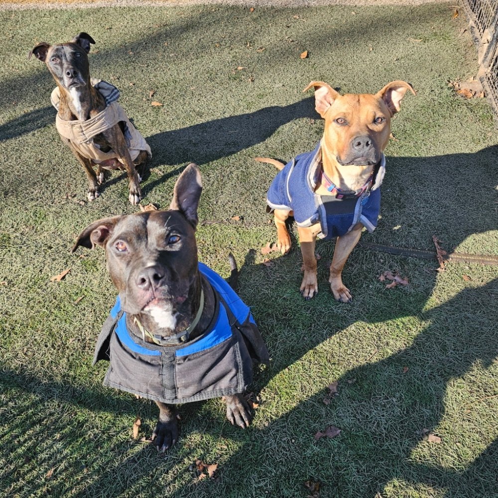 The Dogmother - pet boarding facility in Peabody, MA