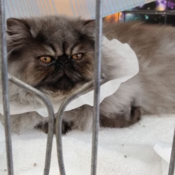 Cleveland County Fairgrounds - Beautiful kitty! - Venues & Event Spaces Near Me - Norman, Oklahoma