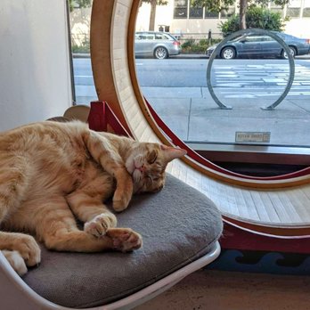 KitTea - Pet Adoption Near Me - San Francisco, California