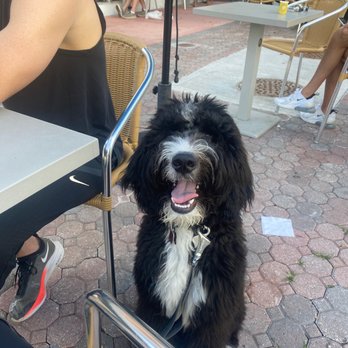 Umbria Coffee Roasters - Banksy at the patio after enjoying a pup cup from Cafe Umbria - Coffee Roasteries Near Me - Miami Beach, Florida Umbria Coffee Roasters - Banksy at the patio after enjoying a pup cup from Cafe Umbria - Coffee Roasteries Near Me - Miami Beach, Florida